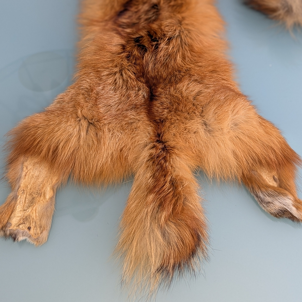 Red Fox Fur Pelt - Tanned Taxidermy, Oddities, Man Cave, Hunting Cabin Decor - Picture 9 of 14